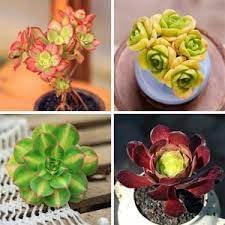 Mountain Rose Flower seeds for Planting Garden Favorite Heirloom & GMO Free Seeds for Home Garden 
 
 Sale for planting in home garden