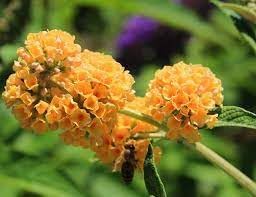Buddleia Weyeriana Flower seeds for Planting - Premium Quality, Heirloom & GMO Free Seeds for Home Garden
 
 Sale seeds for home garden