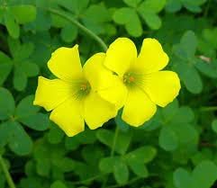 Oxalis Laciniata Seeds – Oxalis spp for Your Flower Bed