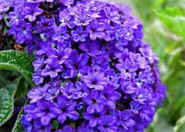 Heliotrope Flower seeds for Planting - Garden Favorite, Heirloom & GMO Free Seeds for Home Garden
 
 Sale seeds for home garden