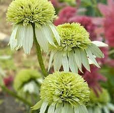 Echinacea Flower seeds for Planting Sun Loving Heirloom & GMO Free Seeds for Home Garden 
 
 Sale for planting in home garden