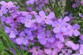 Bicornis Flower seeds for Planting - Colorful Display, Heirloom & GMO Free Seeds for Home Garden
 
 Sale for planting in home garden.