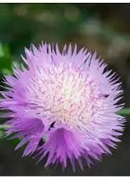 Cirsium Muticum Flower seeds for Planting - Drought Tolerant, Heirloom & GMO Free Seeds for Home Garden
 
 Sale seeds for planting in home garden