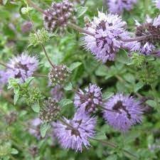 Pennyroyal Flower seeds for Planting Sun Loving Heirloom & GMO Free Seeds for Home Garden 
 
 Sale for planting in home garden