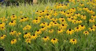 Echinacea Yellow Flower Seeds Planting Pack For Vibrant Gardens