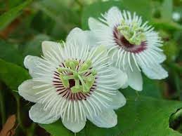 Passiflora Flower seeds for Planting Colorful Display Heirloom & GMO Free Seeds for Home Garden 
 
 Sale for planting in home garden