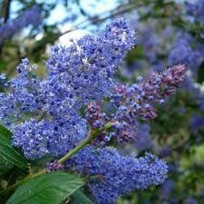 Integerrimus Flower seeds for Planting - Fragrant Blossoms, Heirloom & GMO Free Seeds for Home Garden
 
 Sale seeds for planting in home garden