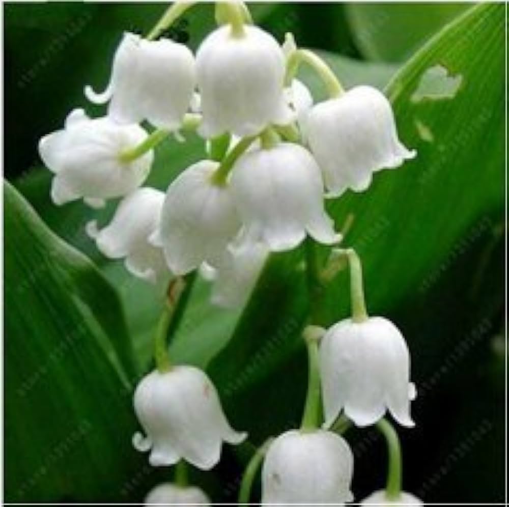 Maiglöckchen Indoor Rare Bell-Orchidee for planting