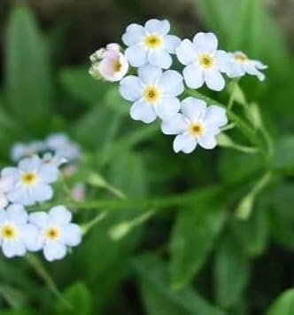 Yellow Adenium Obesum Flower Seeds for Planting Compact Growth Heirloom & GMO Free Seeds for Home Garden
 
 Sale for planting in home garden