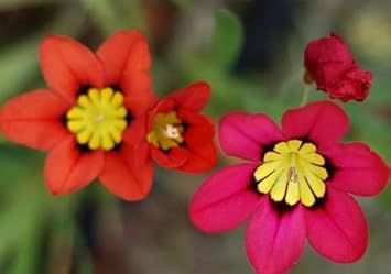 Sparaxis Flower Seeds For Planting - Pink And Yellow Varieties