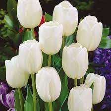 Tulip Flower seeds for Planting - Garden Favorite, Heirloom & GMO Free Seeds for Home Garden
 
 Sale for planting in home garden.