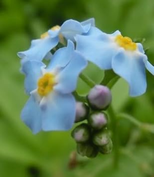 Red Anthurium Andraeanu Flower Seeds Sun Loving Heirloom & GMO Free Seeds for Home Garden
 
 Sale for planting in home garden