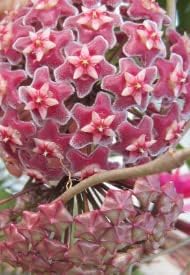 Burgundy Hoya Flower seeds for Planting - Hardy Variety, Heirloom & GMO Free Seeds for Home Garden
 
 Sale for planting in home garden