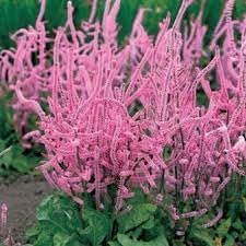 Heirloom Suworowii Flower seeds for Planting Low Maintenance Heirloom & GMO Free Seeds for Home Garden 
 
 Sale for planting in home garden