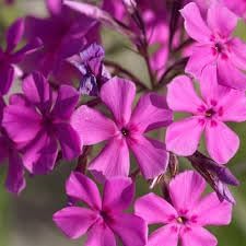 Catchfly (Catchfly Flower) seeds for planting in home garden