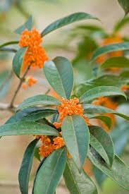 Heirloom Osmanthus Tree Flower seeds for Planting Easy to Grow Heirloom & GMO Free Seeds for Home Garden 
 
 Sale for planting in home garden