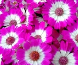 Purple Hoya Flower Seeds for Planting Cottage Garden Essential Heirloom & GMO Free Seeds for Home Garden
 
 Sale for planting in home garden