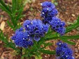 Statice Pale Blue Flower seeds for Planting - Shade Tolerant, Heirloom & GMO Free Seeds for Home Garden
 
 Sale seeds for home garden