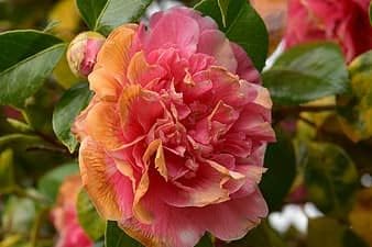 Pink Orange Camellia Flower seeds for Planting - Low Maintenance, Heirloom & GMO Free Seeds for Home Garden
 
 Sale for planting in home garden.