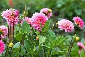 White Amaryllis Flower Seeds for Planting Vibrant Colors Heirloom & GMO Free Seeds for Home Garden
 
 Sale for planting in home garden