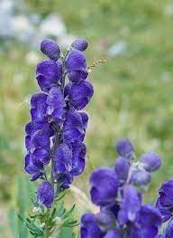 Wolfsbane Flower seeds for Planting Shade Tolerant Heirloom & GMO Free Seeds for Home Garden 
 
 Sale for planting in home garden