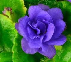 PLAT Firm Flower seeds for Planting Compact Growth Heirloom & GMO Free Seeds for Home Garden 
 
 Sale seeds for home garden planting