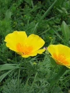 Yellow Eschscholtzia Planting Seeds