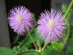 Mimosa Flower seeds for Planting Fragrant Blossoms Heirloom & GMO Free Seeds for Home Garden 
 
 Sale for planting in home garden