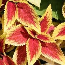 Mixed Coleus Seeds Flower seeds for Planting - Pollinator Friendly, Heirloom & GMO Free Seeds for Home Garden
 
 Sale for planting in home garden