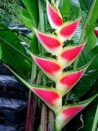 Heirloom Heliconia Wagneriana Flower seeds for Planting Low Maintenance Heirloom & GMO Free Seeds for Home Garden 
 
 Sale for planting in home garden