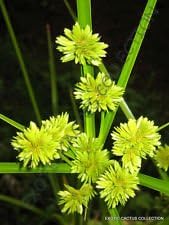 Yellow Cyperus Papyrus Flower seeds for Planting - Cut Flower Favorite, Heirloom & GMO Free Seeds for Home Garden
 
 Sale seeds for planting in home garden