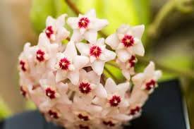 Fresh Hoya Flower seeds for Planting - Easy to Grow, Heirloom & GMO Free Seeds for Home Garden
 
 Sale seeds for planting in home garden