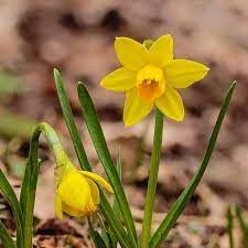 Narcissus Asturiensis Flower seeds for Planting - Perfect for Borders, Heirloom & GMO Free Seeds for Home Garden
 
 Sale for planting in home garden.