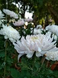 Chrysanthemum White Flower seeds for Planting - Premium Quality, Heirloom & GMO Free Seeds for Home Garden
 
 Sale seeds for planting in home garden