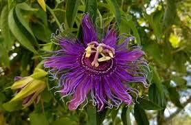 Passiflora Incarnata Flower Seeds - Plant Blue Passion Flowers For Exotic Beauty