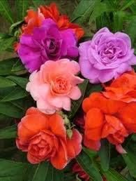 Pink Albizia Flower Seeds for Planting Compact Growth Heirloom & GMO Free Seeds for Home Garden
 
 Sale for planting in home garden