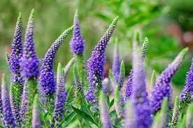 Veronica Flower seeds for Planting Pollinator Friendly Heirloom & GMO Free Seeds for Home Garden 
 
 Sale for planting in home garden