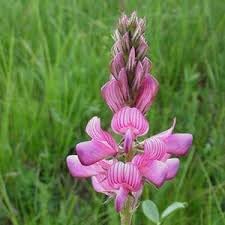 Onobrychis Flower seeds for Planting Perfect for Borders Heirloom & GMO Free Seeds for Home Garden 
 
 Sale for planting in home garden