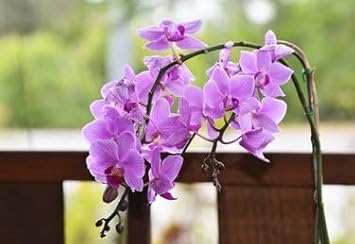 Cream Green Succulent Flower Seeds for Planting Sun Loving Heirloom & GMO Free Seeds for Home Garden
 
 Sale for planting in home garden