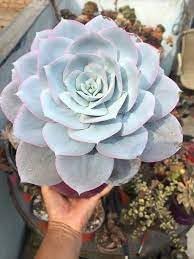 Echeveria Flower seeds for Planting - Vibrant Colors, Heirloom & GMO Free Seeds for Home Garden
 
 Sale for planting in home garden.