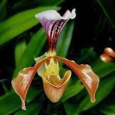 Slipper Orchid Flower seeds for Planting - Perfect for Borders, Heirloom & GMO Free Seeds for Home Garden
 
 Sale for planting in home garden.