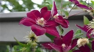 Yellow Purple Clematis Flower seeds for Planting - Pollinator Friendly, Heirloom & GMO Free Seeds for Home Garden
 
 Sale for planting in home garden.