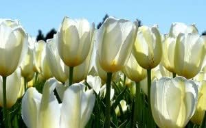 White And Yellow Tulip Flower Seeds For Vibrant Garden Planting