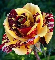 Rose Flower Seed For Planting Red Yellow