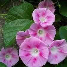 Red Succulent Flower Seeds for Planting – Easy to Grow Heirloom & NonGMO Seeds for Home Garden
 
 Sale for planting in home garden