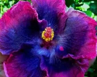 Light Violet Hoya Carnosa Flower Seeds for Planting Bright Blooms Heirloom & GMO Free Seeds for Home Garden
 
 Sale for planting in home garden