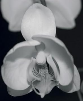 Mixed Hemerocallis Flower Seeds for Planting Easy to Grow Heirloom & GMO Free Seeds for Home Garden
 
 Sale for planting in home garden