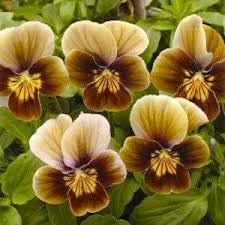 Pansies Flower seeds for Planting Easy to Grow Heirloom & GMO Free Seeds for Home Garden 
 
 Sale for planting in home garden