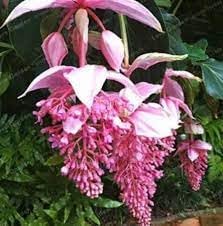 Medinilla Pink Flower seeds for Planting - Cottage Garden Essential, Heirloom & GMO Free Seeds for Home Garden
 
 Sale seeds for home garden