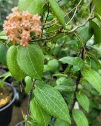 Orange Hibiscus Flower Seeds – Vibrant Blooms Heirloom & NonGMO Seeds for Home Garden
 
 Sale for planting in home garden